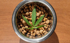 CBD For Pets